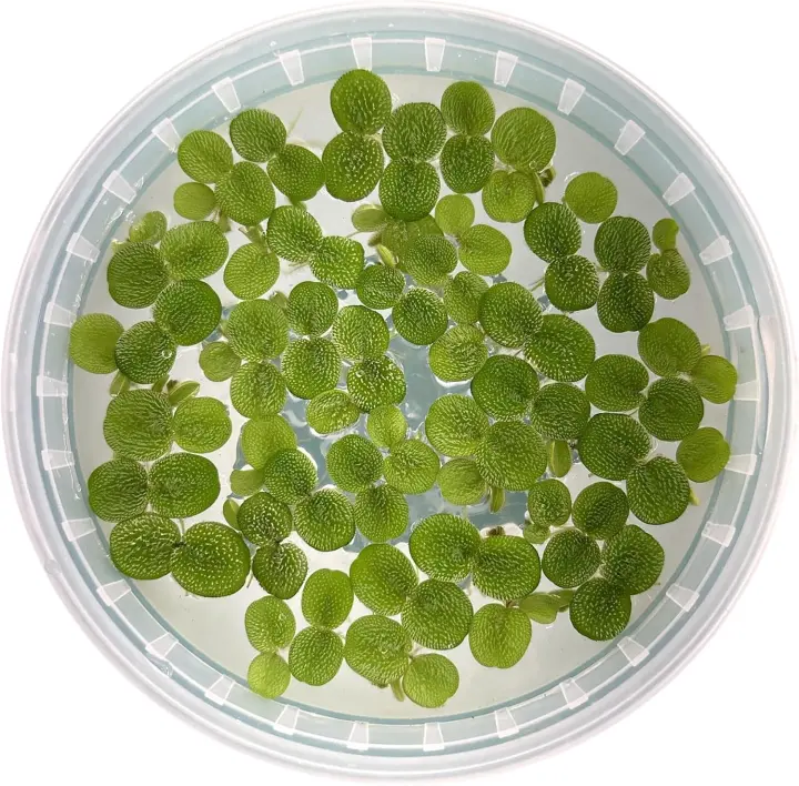 60+ Salvinia Minima Water Spangles — Floating Live Aquarium Plants