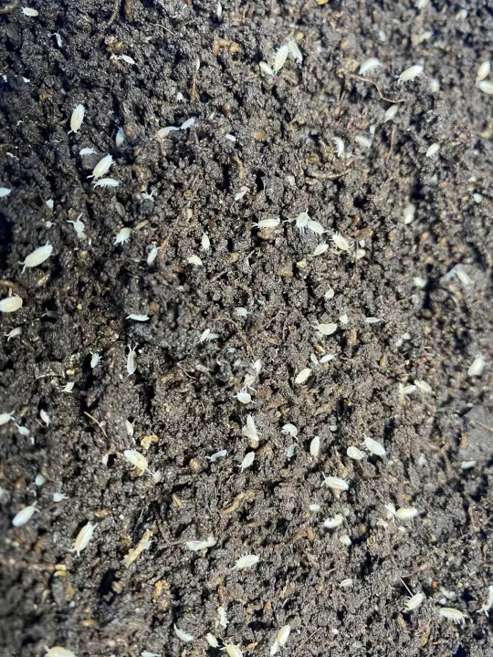 Pocket Pets 30 Dwarf White Isopods & Springtails — Bioactive Cleanup Crew