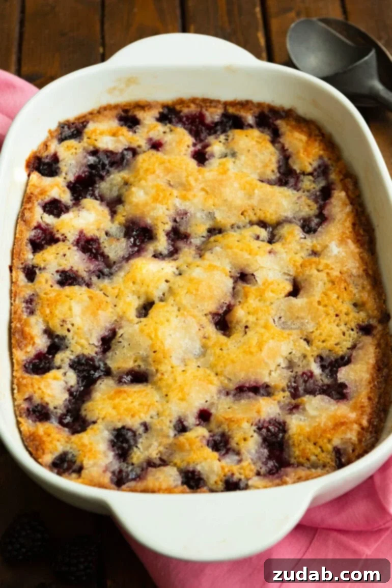Timeless Blackberry Cobbler Bliss 3 A 9x13 inch baking dish, brimming with golden-brown, bubbly blackberry cobbler, fresh from the oven, showing its enticing crust.