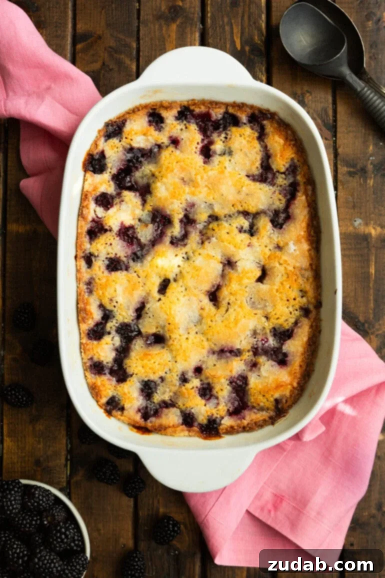 Timeless Blackberry Cobbler Bliss 6 A 9x13 inch white baking dish filled with a golden-baked blackberry cobbler, its rich, fruity filling bubbling beneath a perfectly crisp crust.