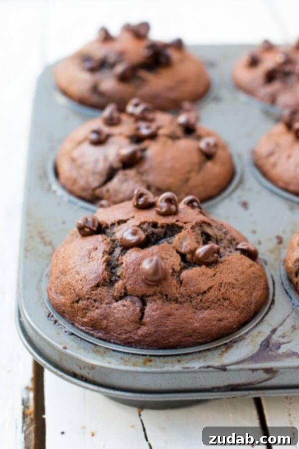 Double Chocolate Banana Muffins: Your New Favorite Indulgence A muffin tin overflowing with perfectly baked double chocolate banana muffins, each generously topped with glistening chocolate chips.