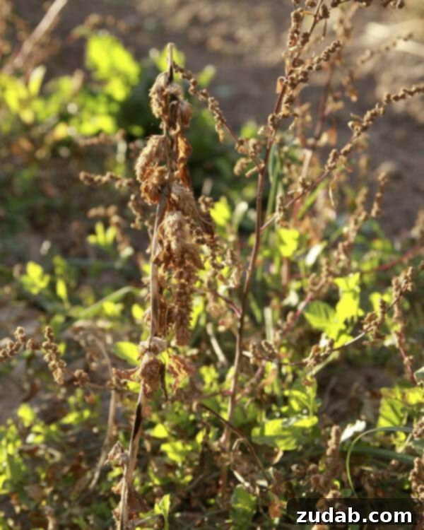 Autumn Garden Tasks: Preparing for Spring's Abundance Learn the importance of early garden preparation for winter, focusing on soil health, weed control, and moisture retention. Ensure your garden thrives next season.