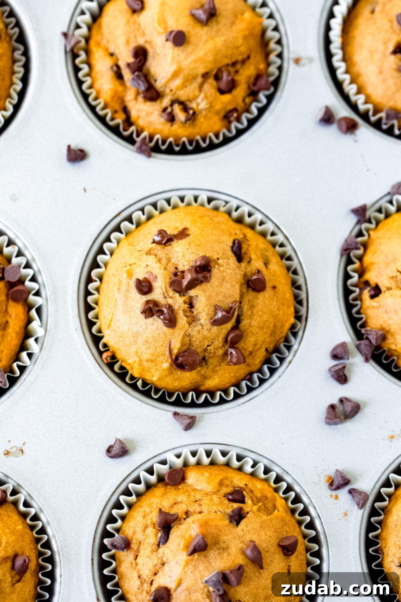 Chocolate Chip Pumpkin Muffins with a Golden Top A close-up, top-down view of a golden-brown chocolate chip pumpkin muffin, still in its tin, garnished with scattered mini chocolate chips.