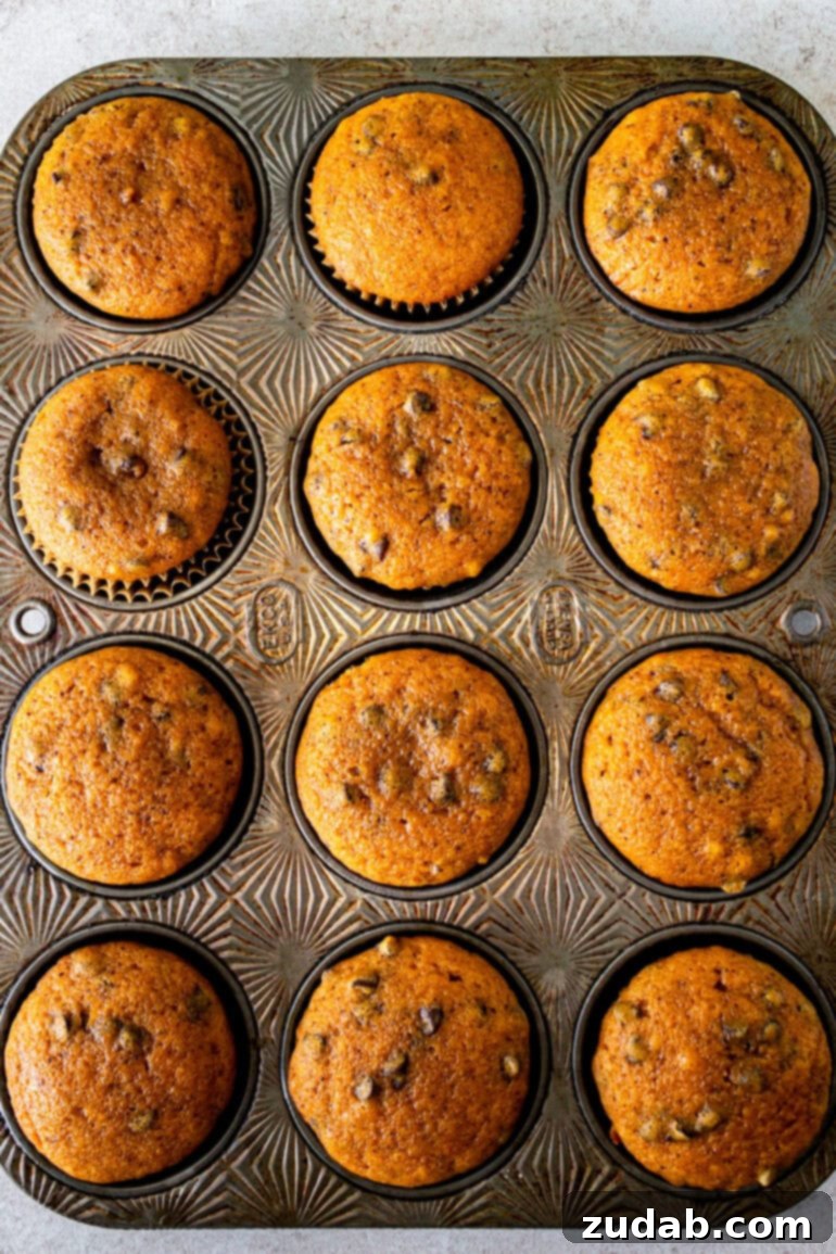 Velvet Pumpkin Chocolate Chip Bliss 8 a photo taken over the top of a cupcake pan full of baked chocolate chip pumpkin cupcakes