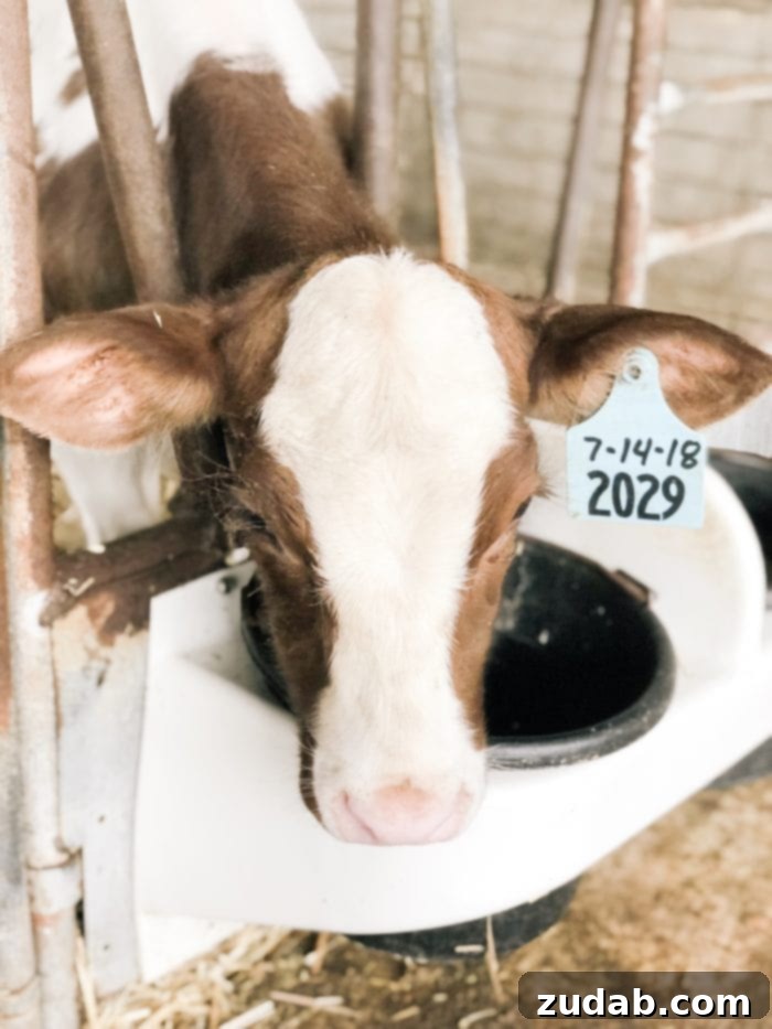 A baby calf at the Tillamook dairy farm